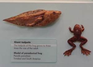 paradoxical frog in london museum